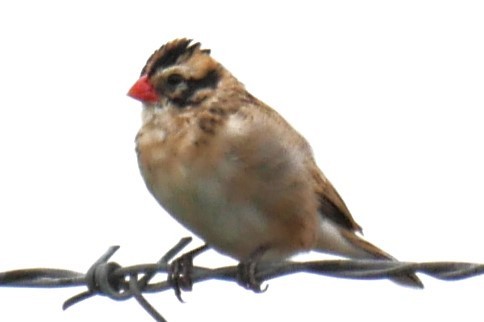 Pin-tailed Whydah - Walter Lamb