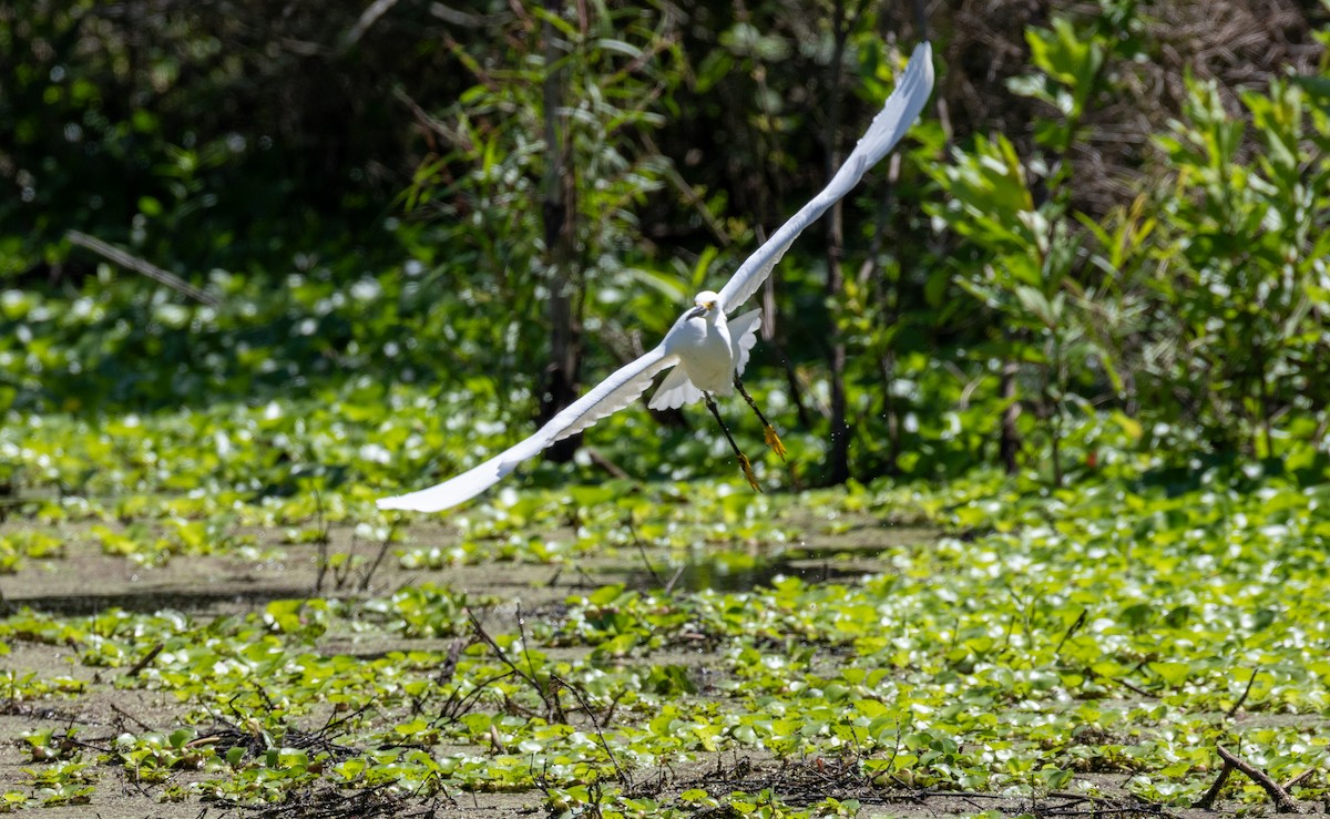 Snowy Egret - Daniel Griffith