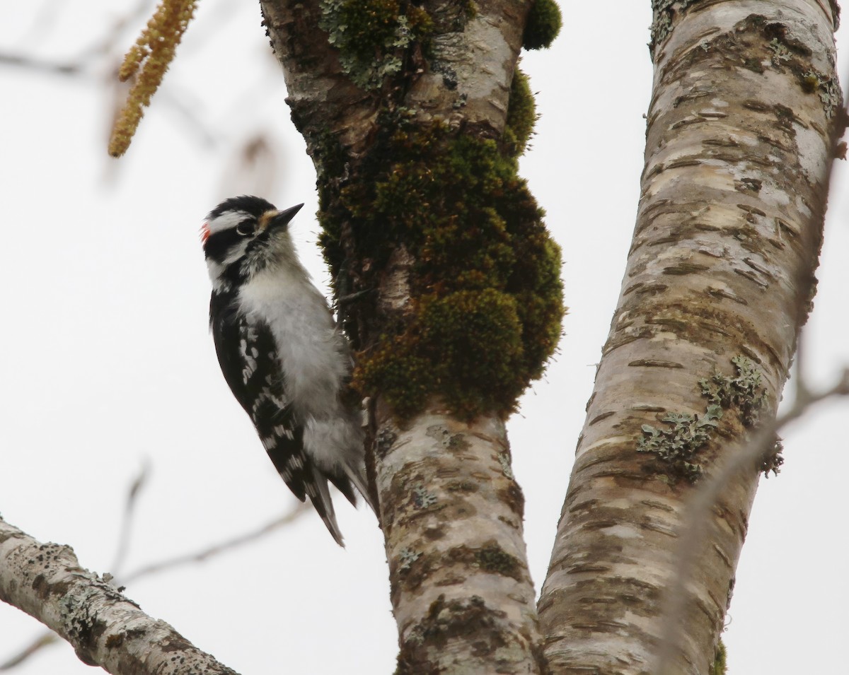 Downy Woodpecker - Ronnie Van Dommelen