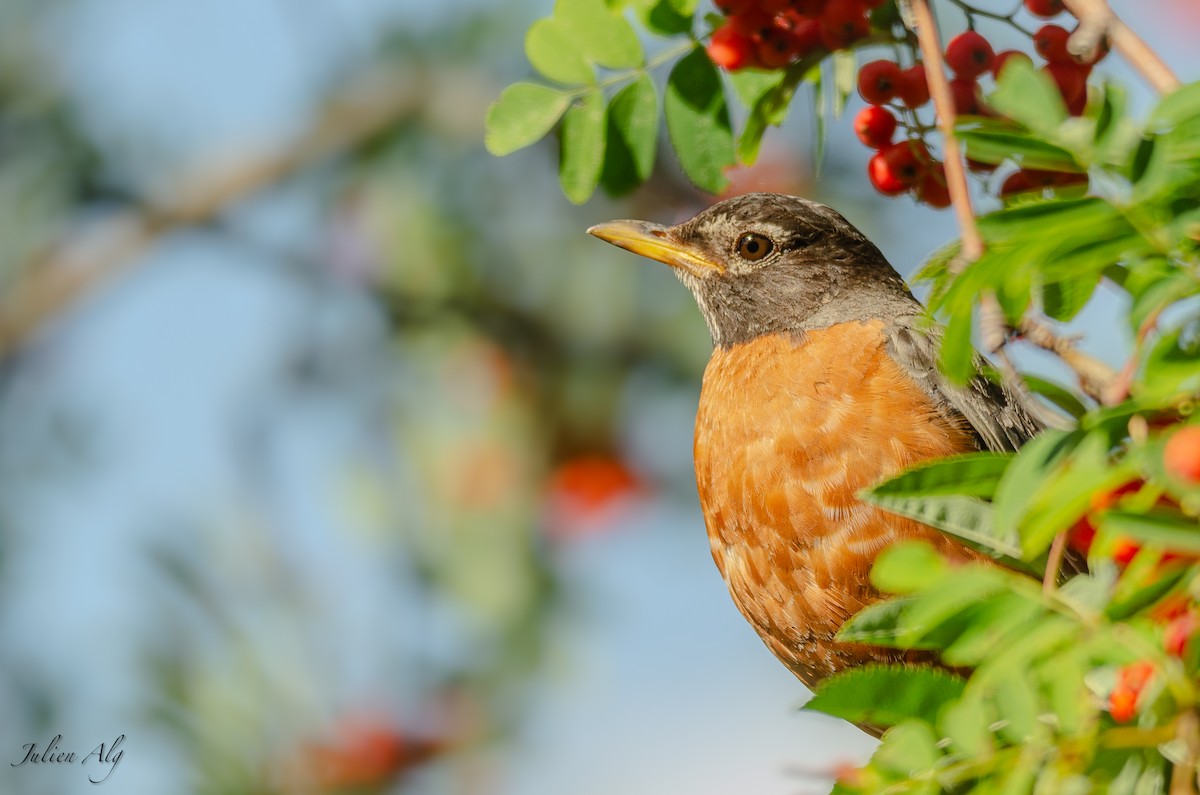 American Robin - Julien Allègre