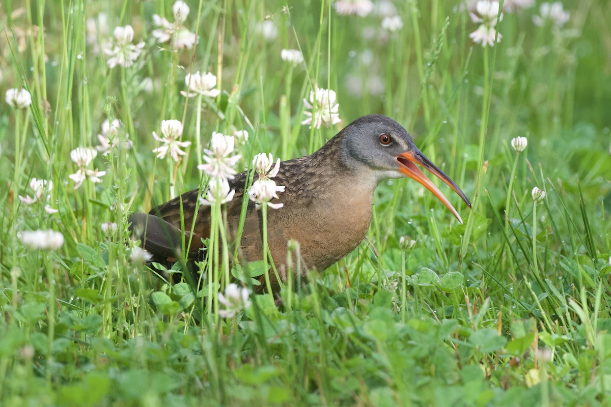 Virginia Rail - Chad Hutchinson