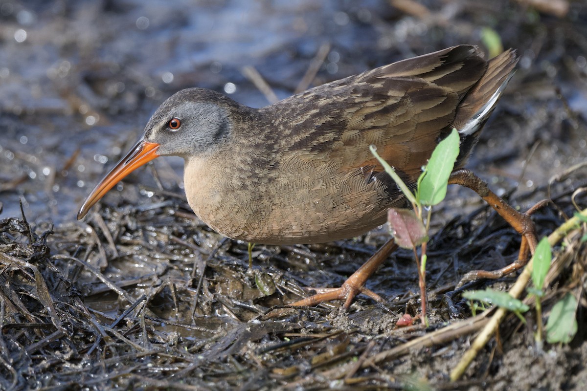 Virginia Rail - ML619464913