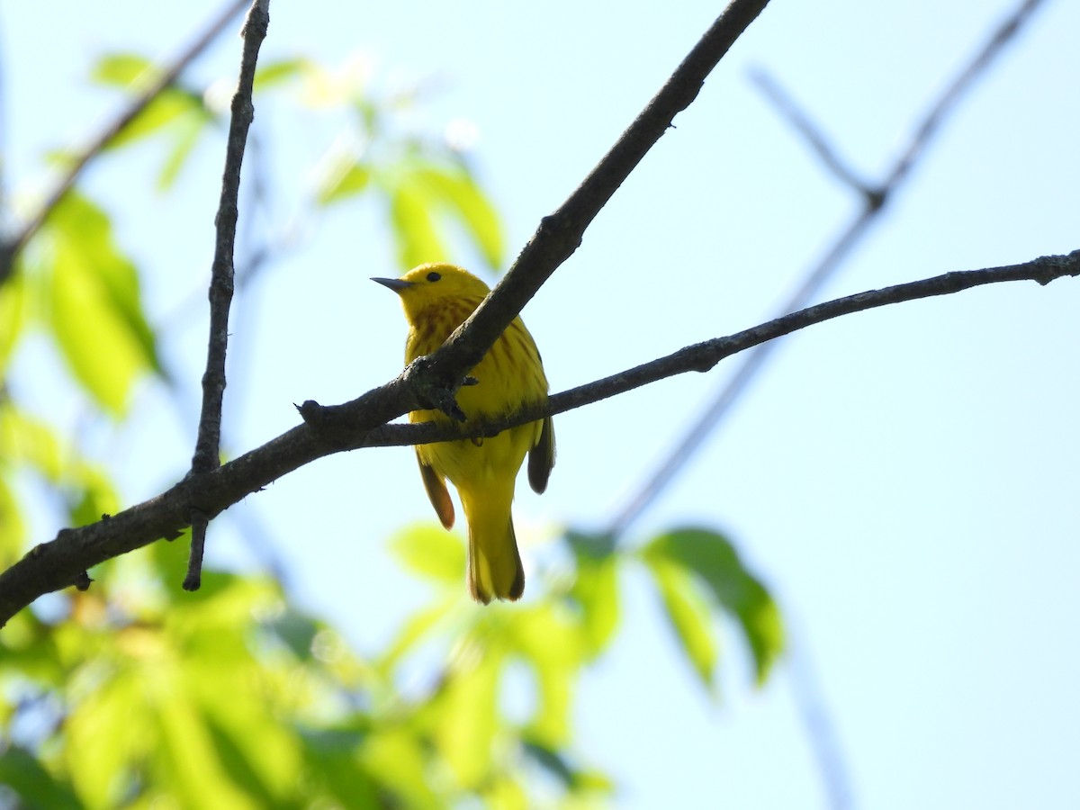 Yellow Warbler (Northern) - Sam Ivande