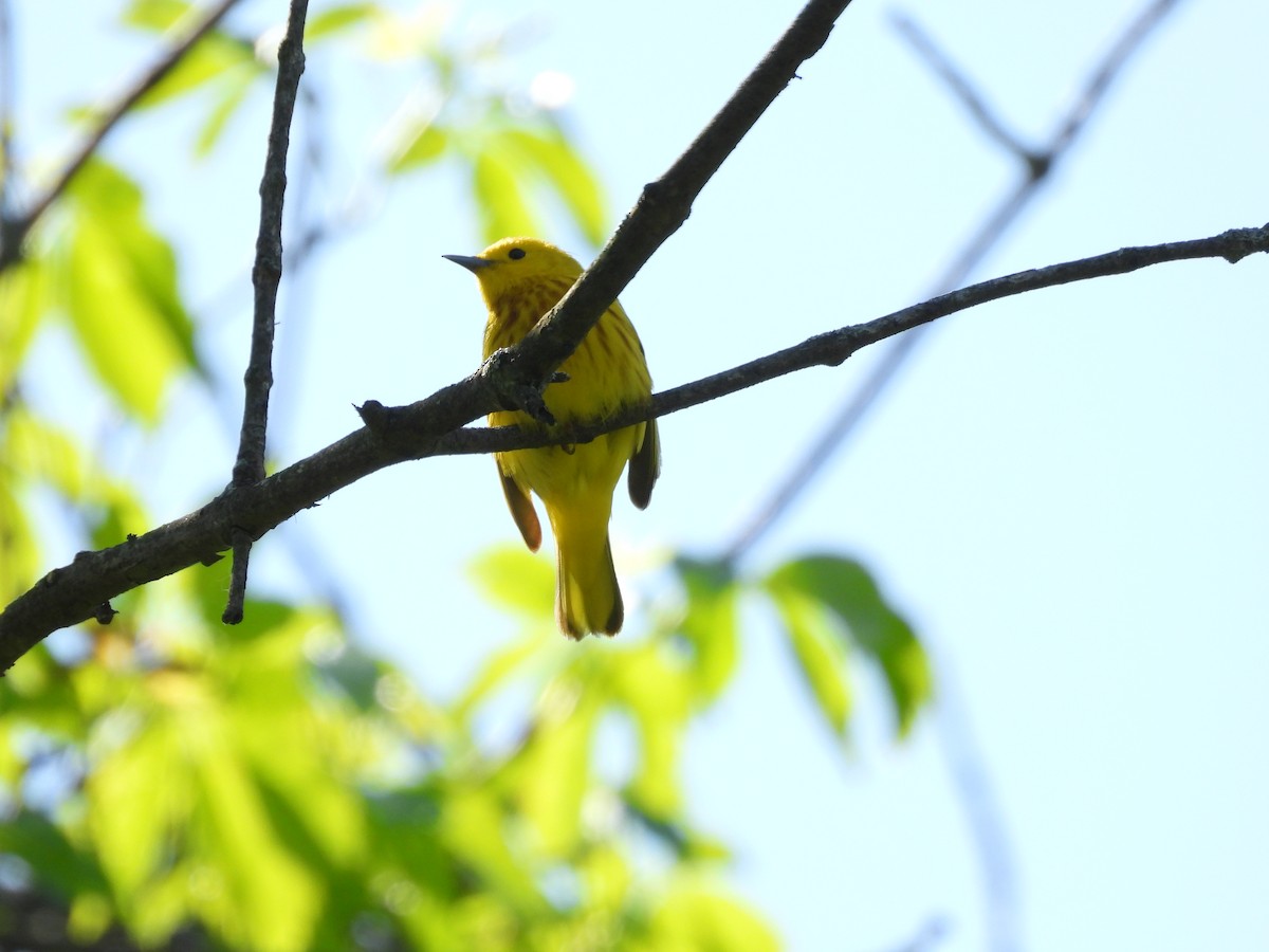 Yellow Warbler (Northern) - Sam Ivande