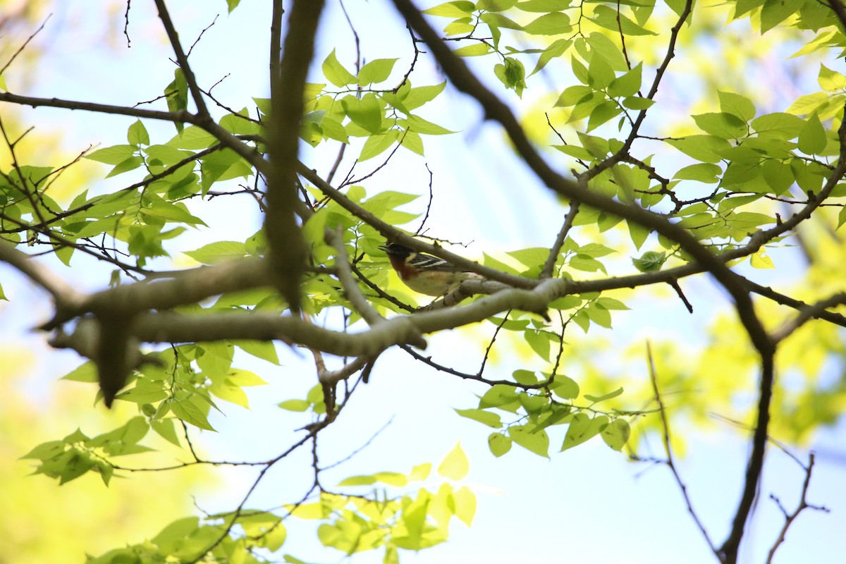 Bay-breasted Warbler - Monica Lee