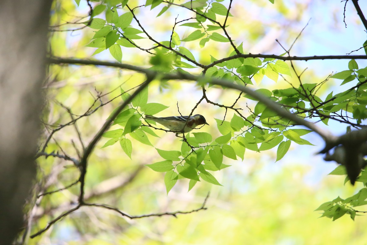 Bay-breasted Warbler - Monica Lee