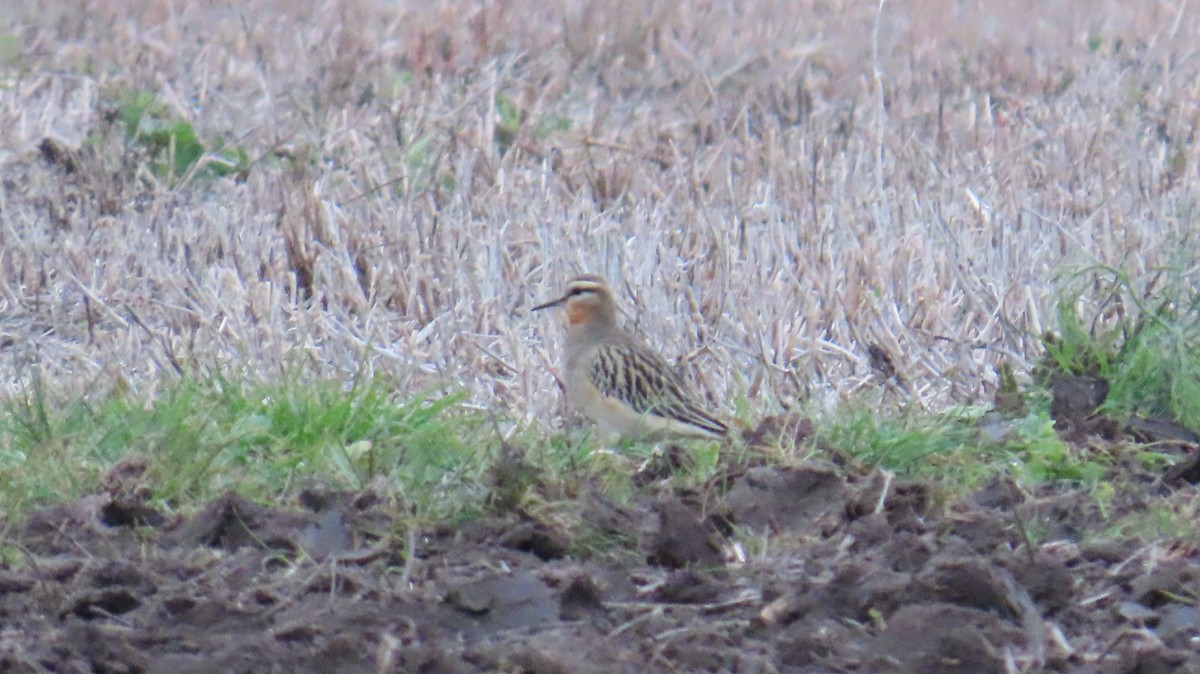 Tawny-throated Dotterel - Ana Faber