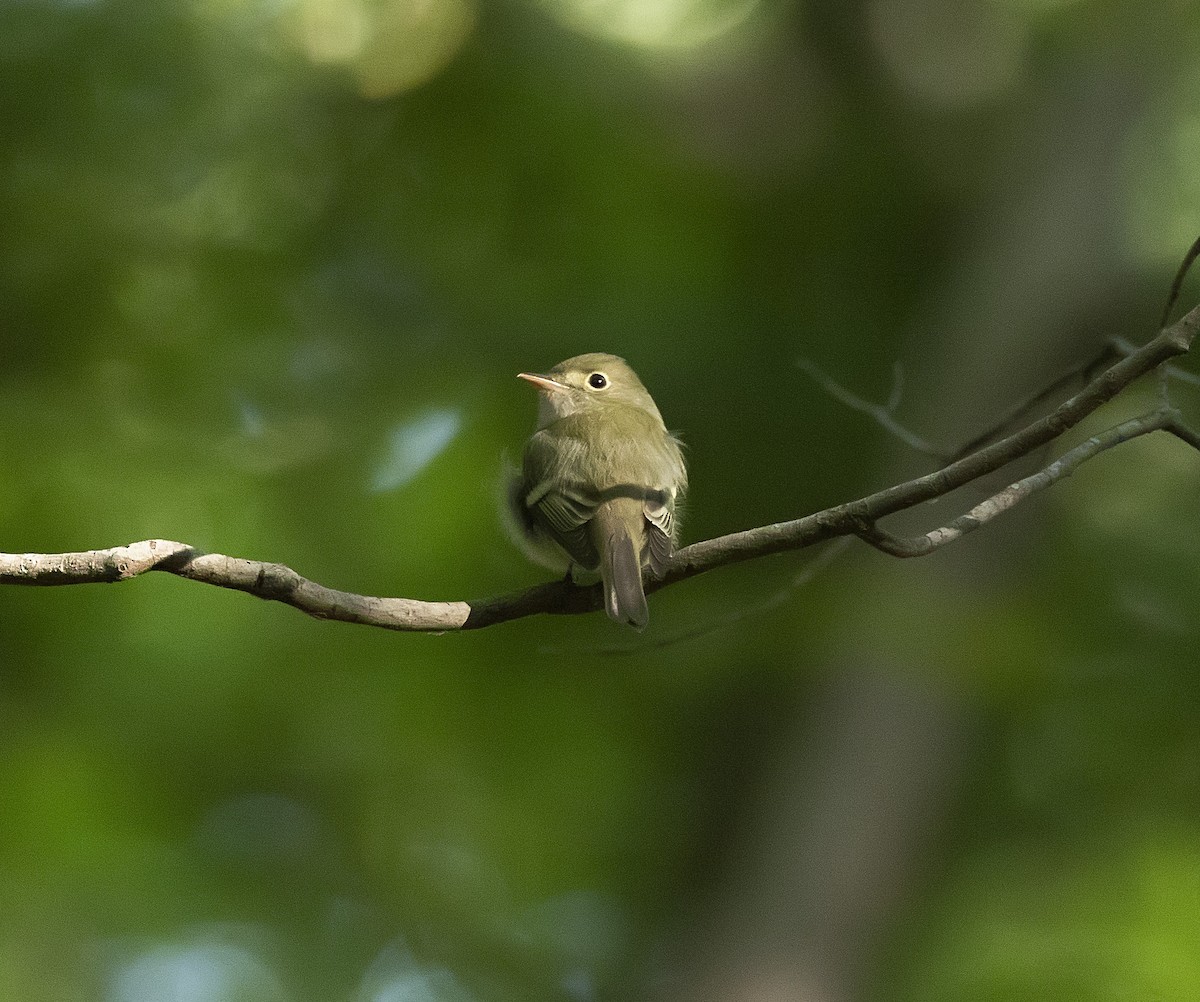 Acadian Flycatcher - terry moore