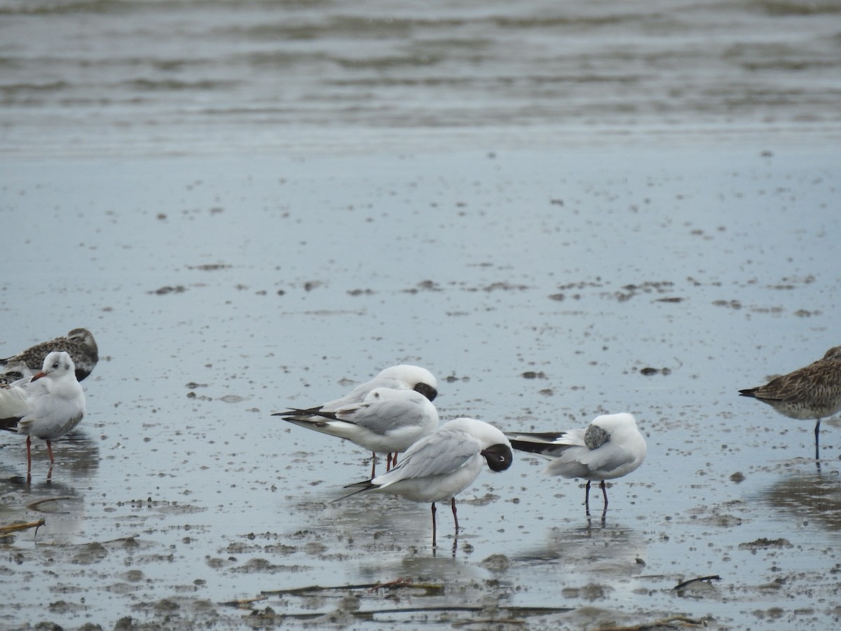 Black-headed Gull - Craig Jackson