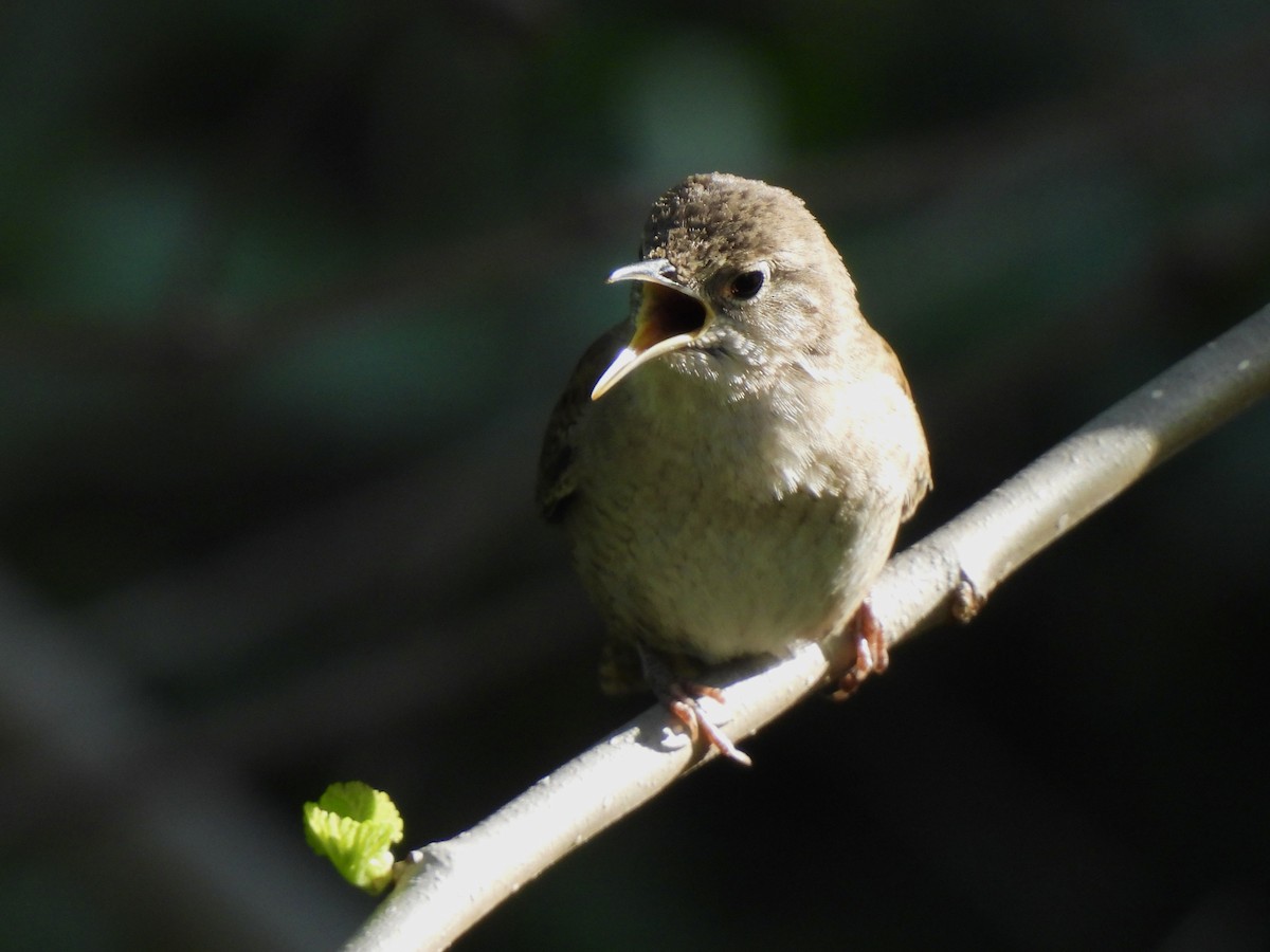 House Wren - Andrew Whetten