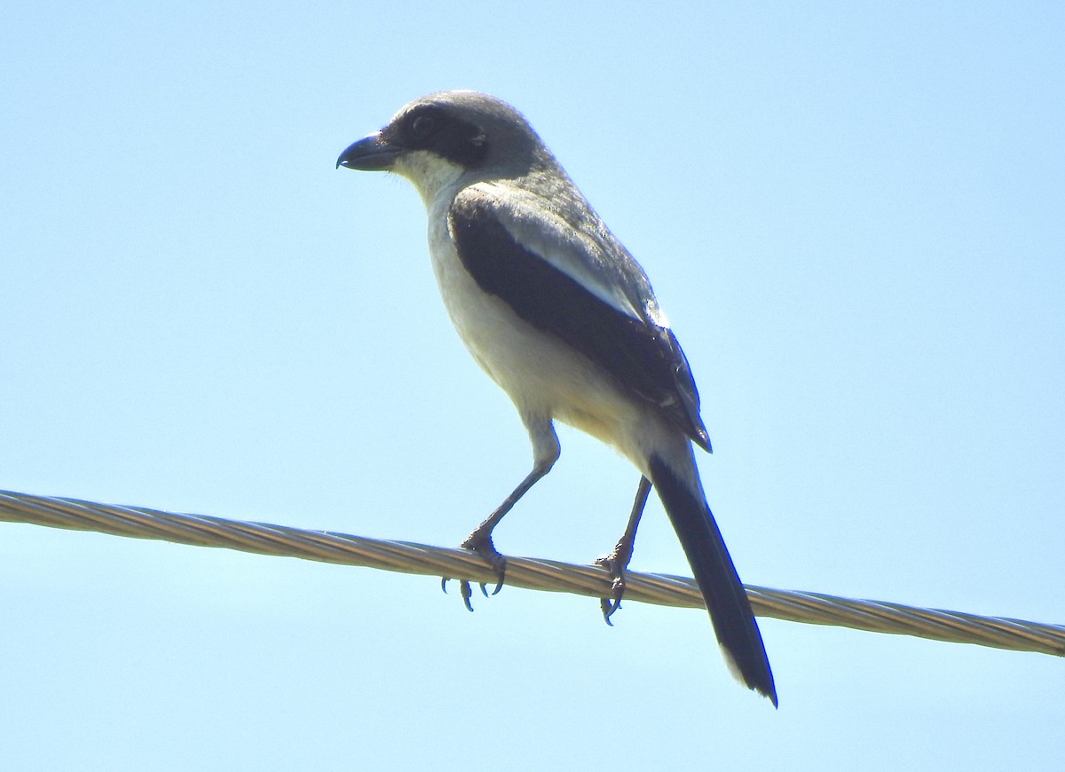 Loggerhead Shrike - ML619464973