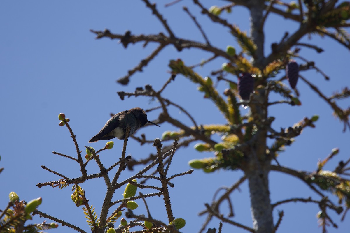 Anna's Hummingbird - ML619464977