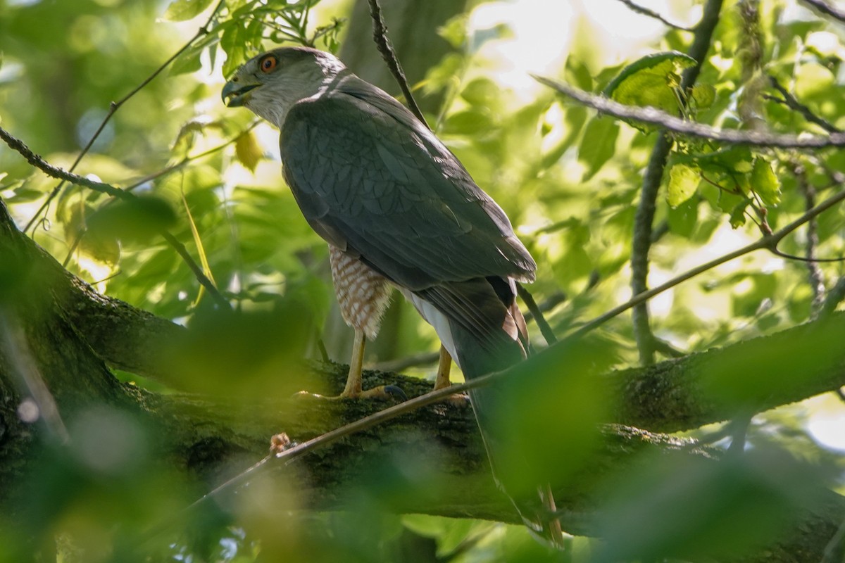 Cooper's Hawk - ML619464979