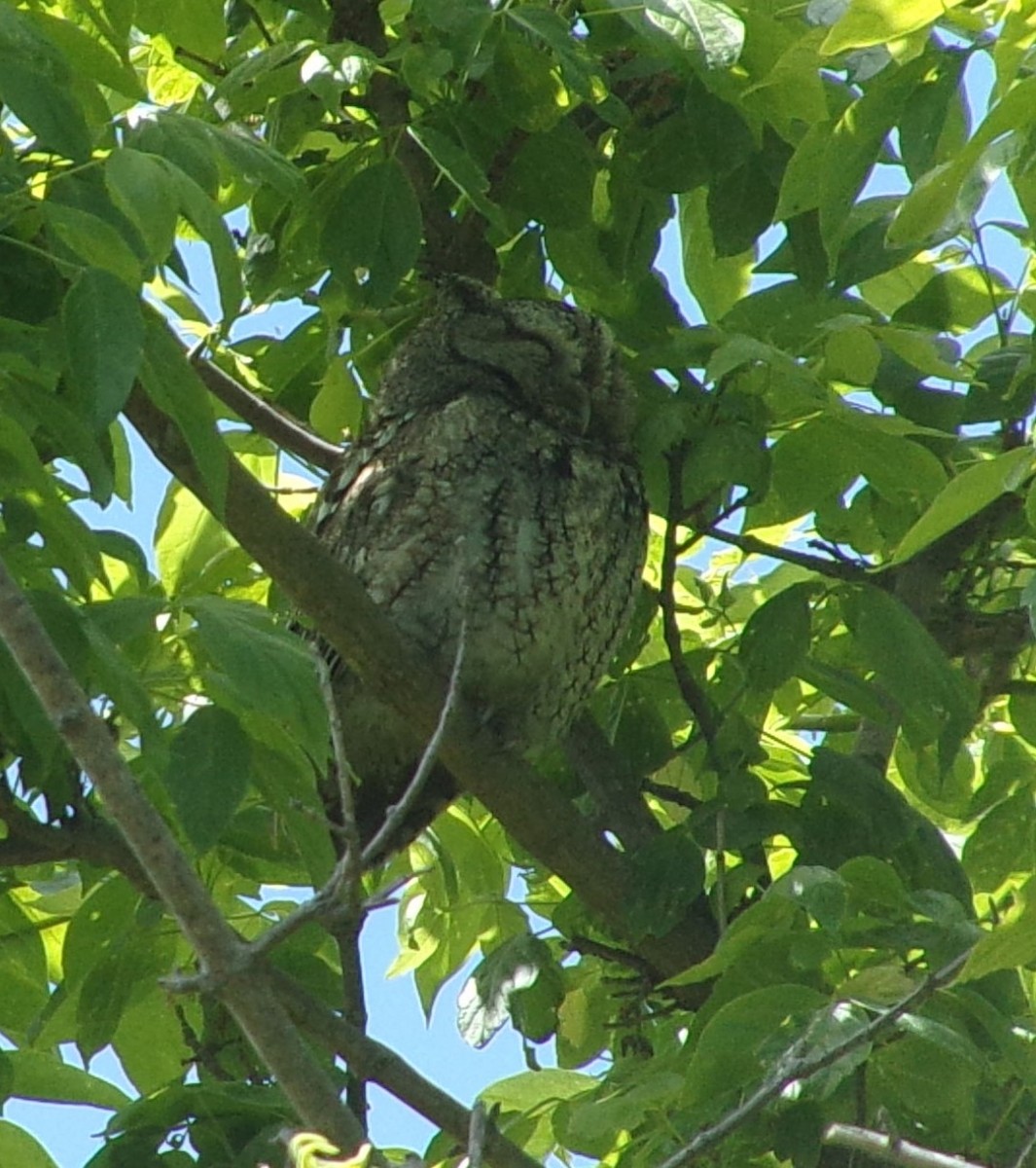 Eastern Screech-Owl - Connor Daugherty