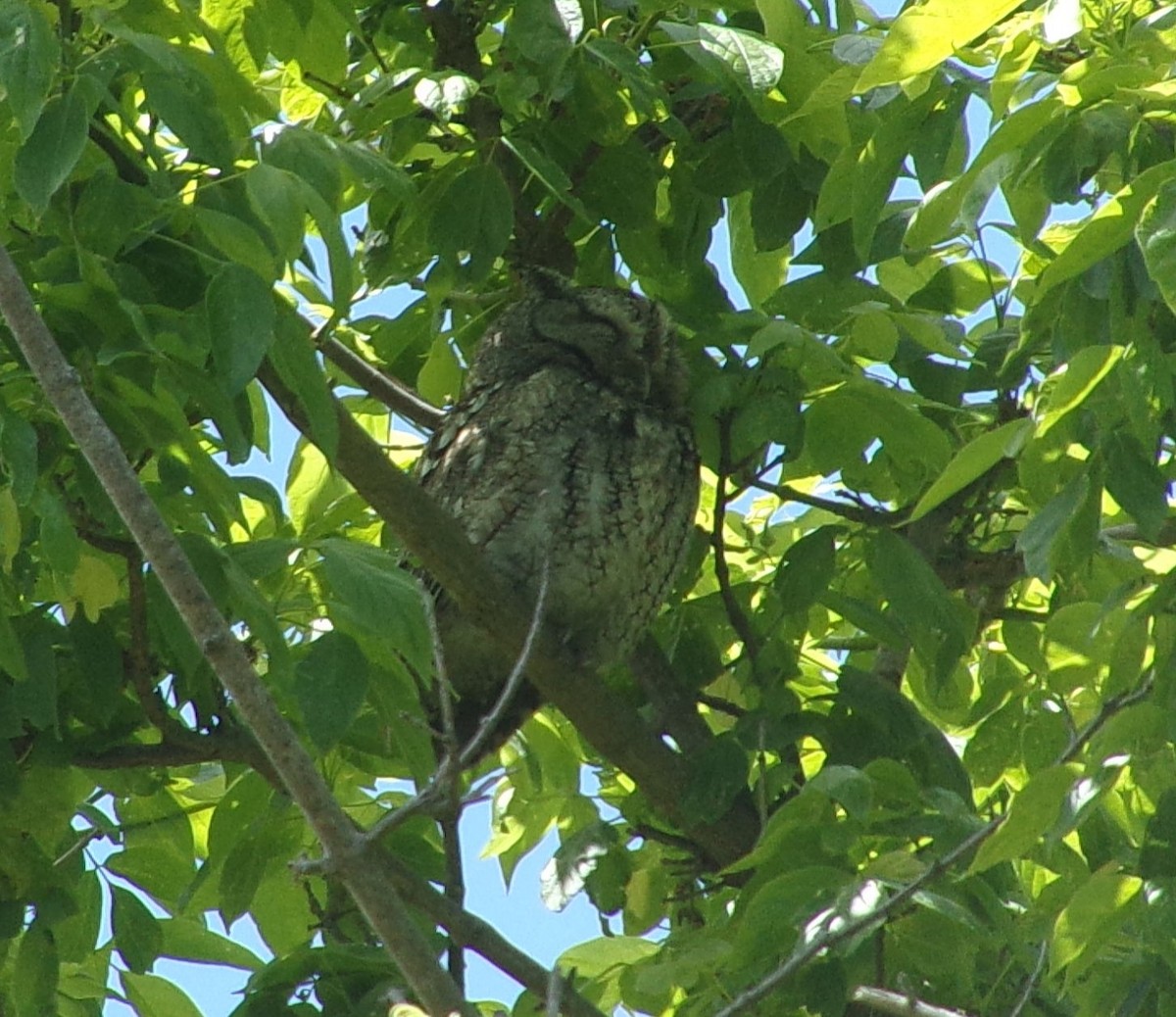 Eastern Screech-Owl - Connor Daugherty