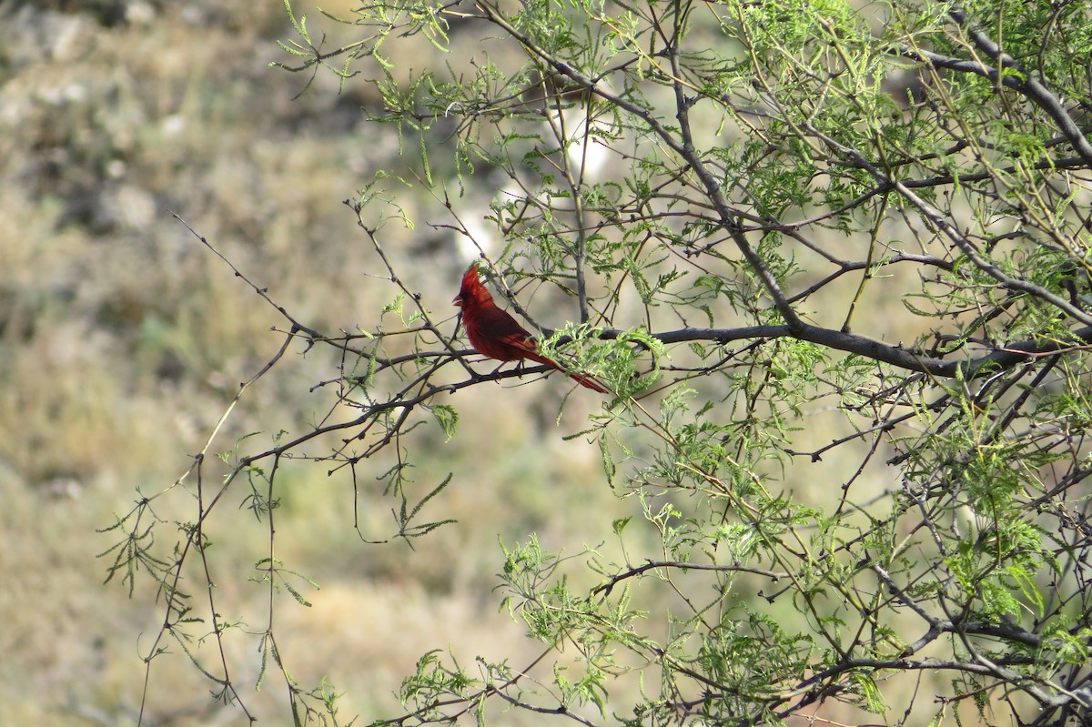 Northern Cardinal - Alan Collier