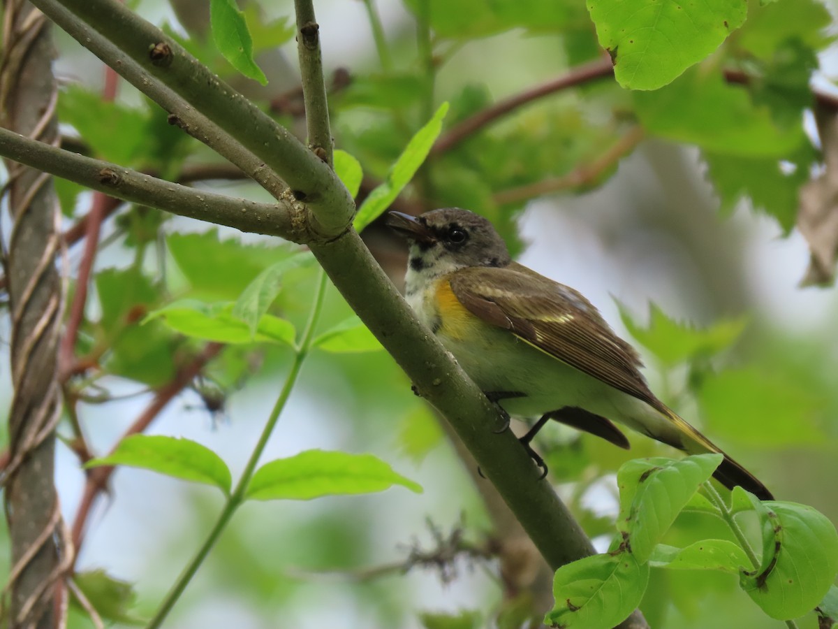 American Redstart - Ann McMican