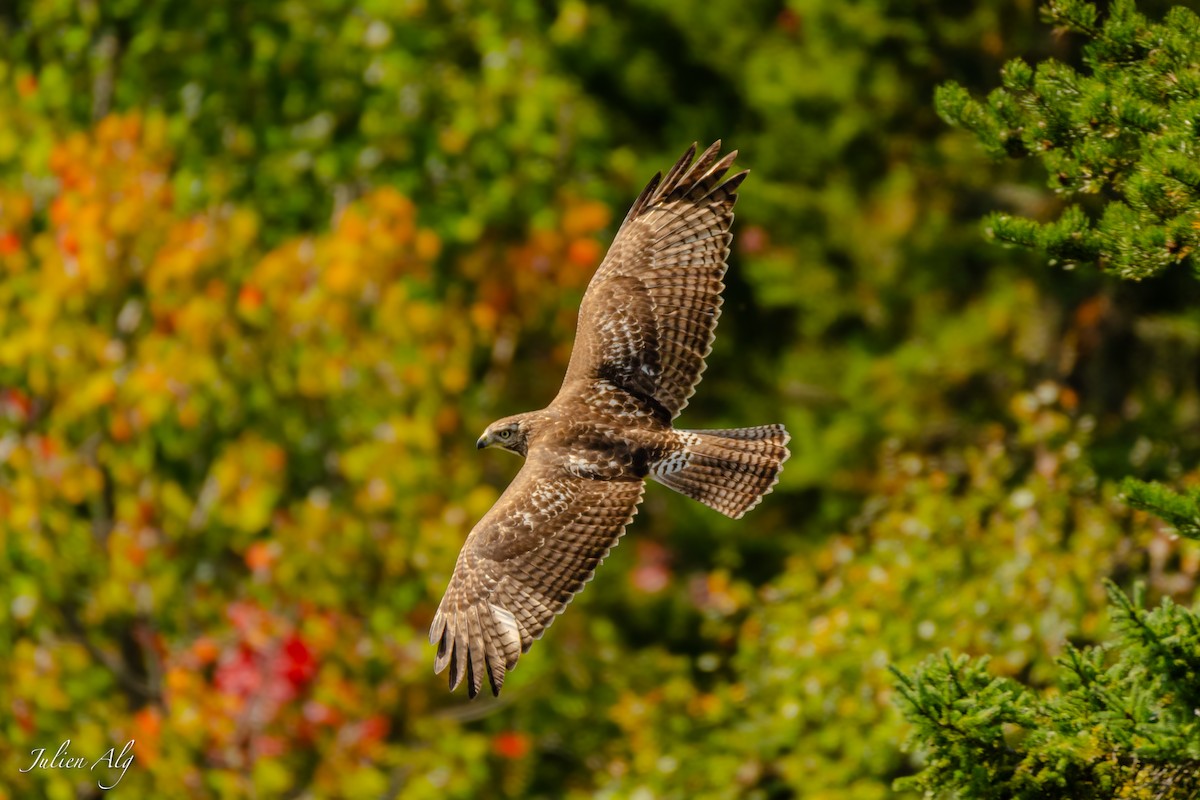 Broad-winged Hawk - Julien Allègre