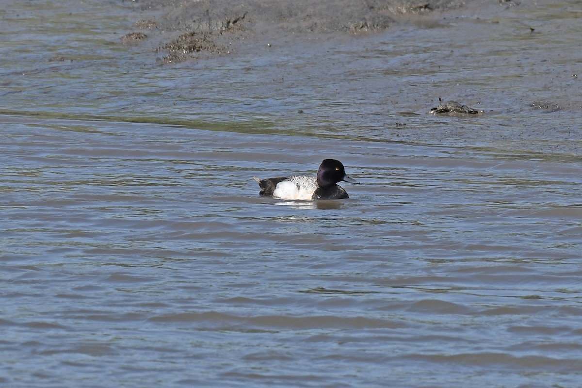 Lesser Scaup - kevin bronson