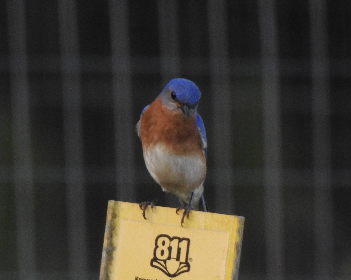 Eastern Bluebird - Bart Valentine