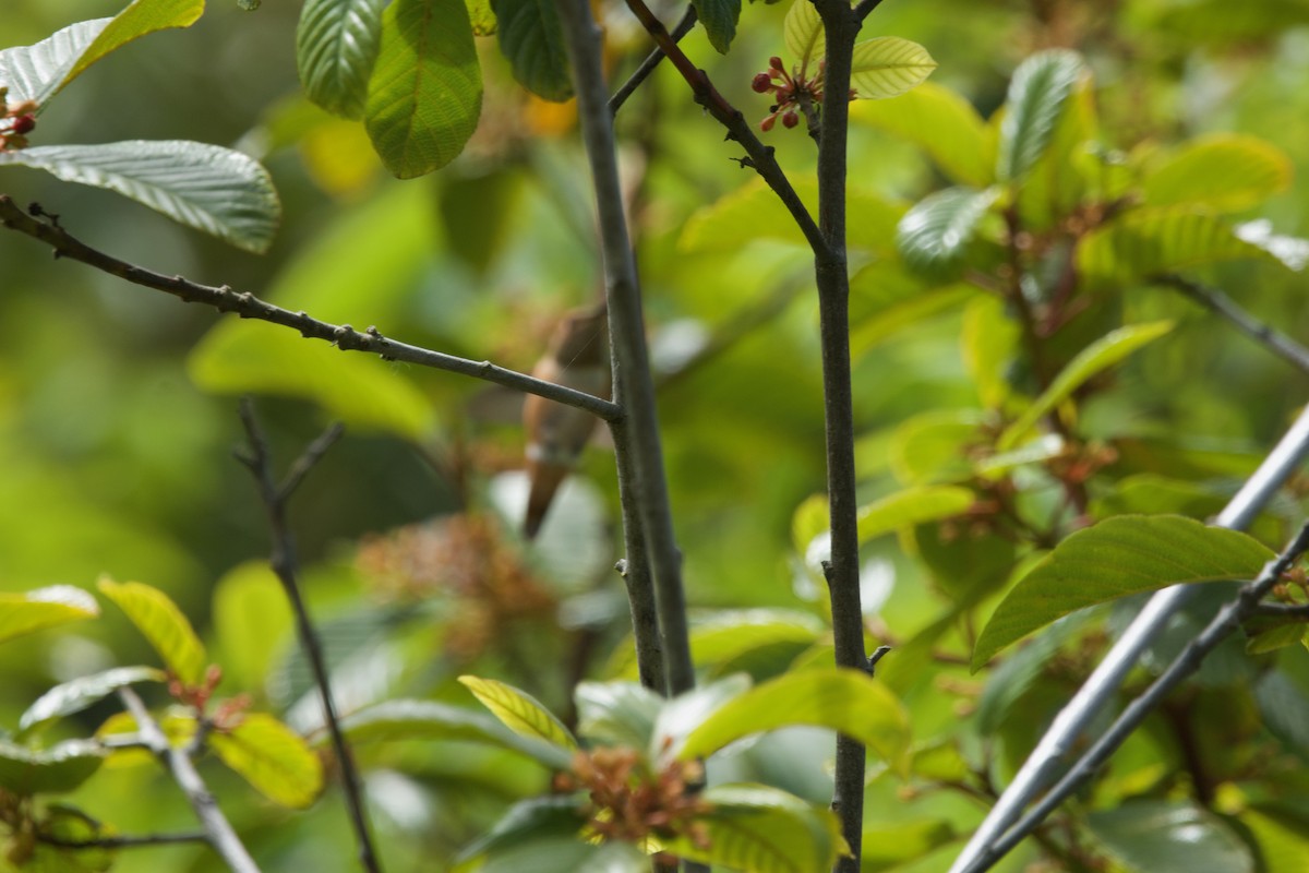 Allen's Hummingbird - Deanna McLaughlin