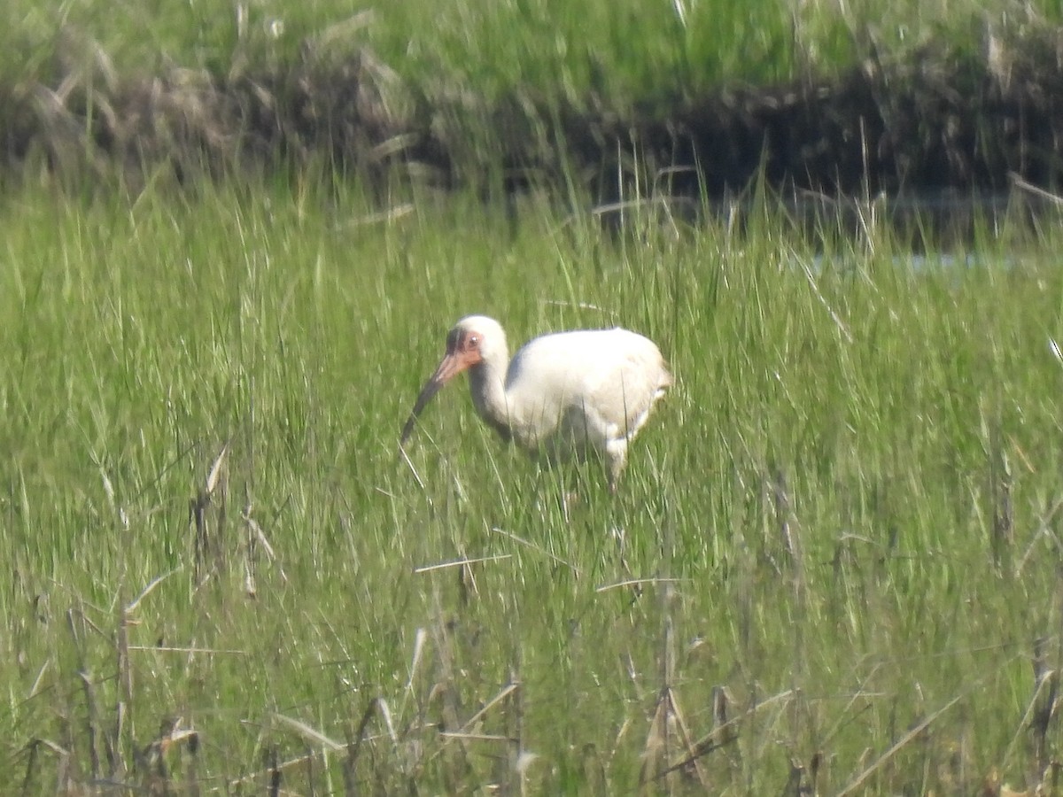 White Ibis - Cindy Leffelman