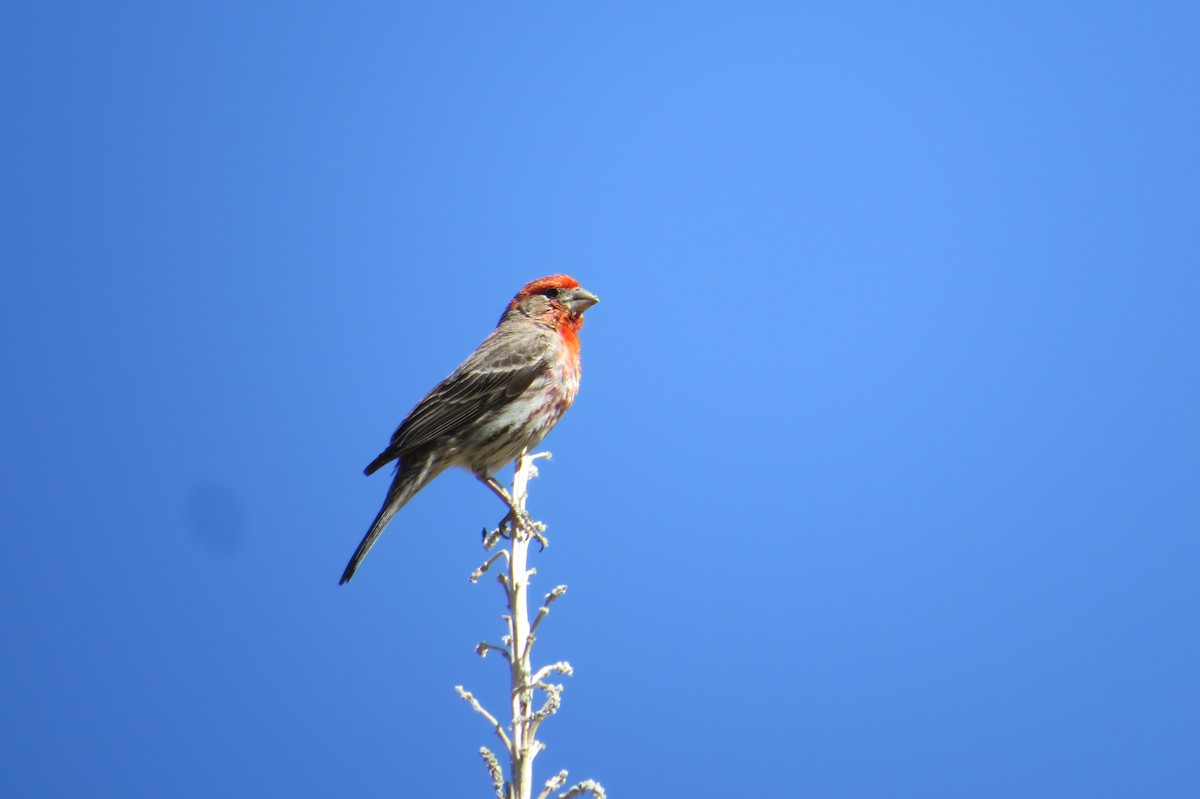 House Finch - Alan Collier