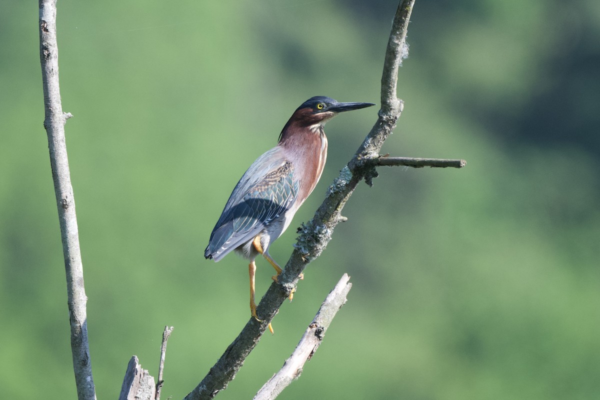 Green Heron - ML619465021