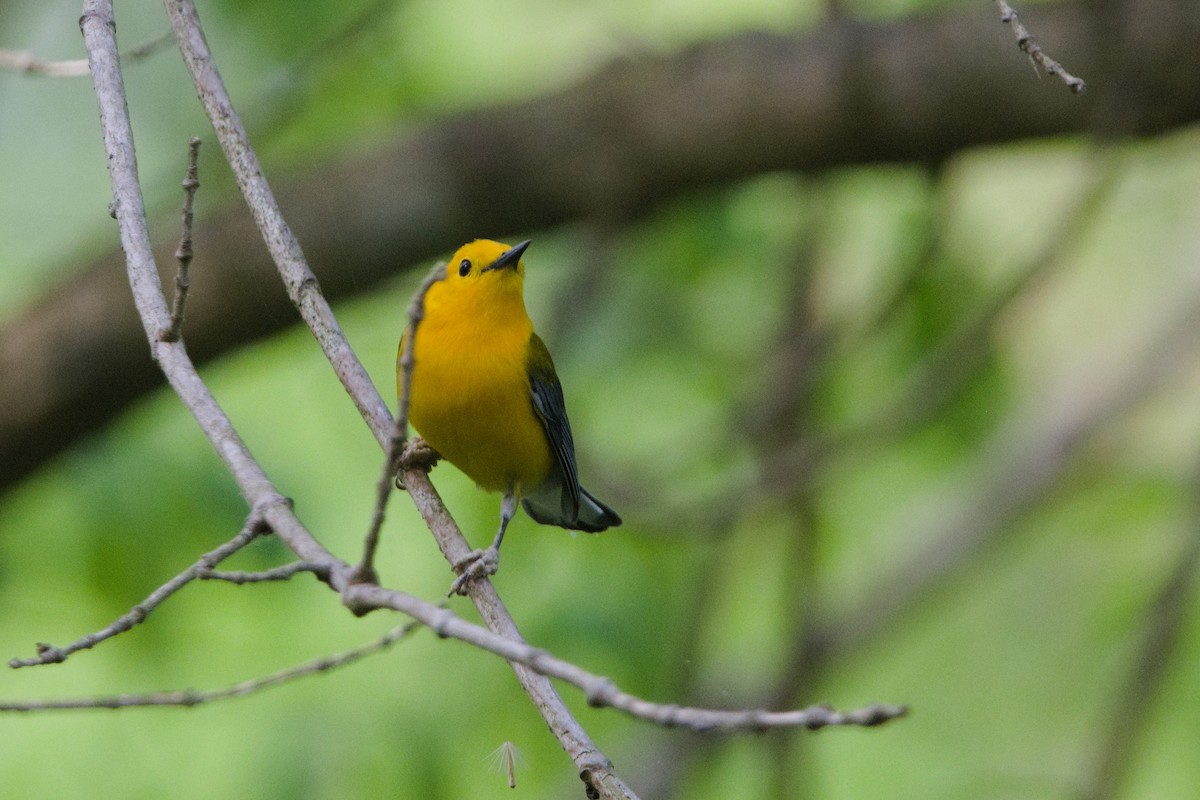 Prothonotary Warbler - Braeden Travers