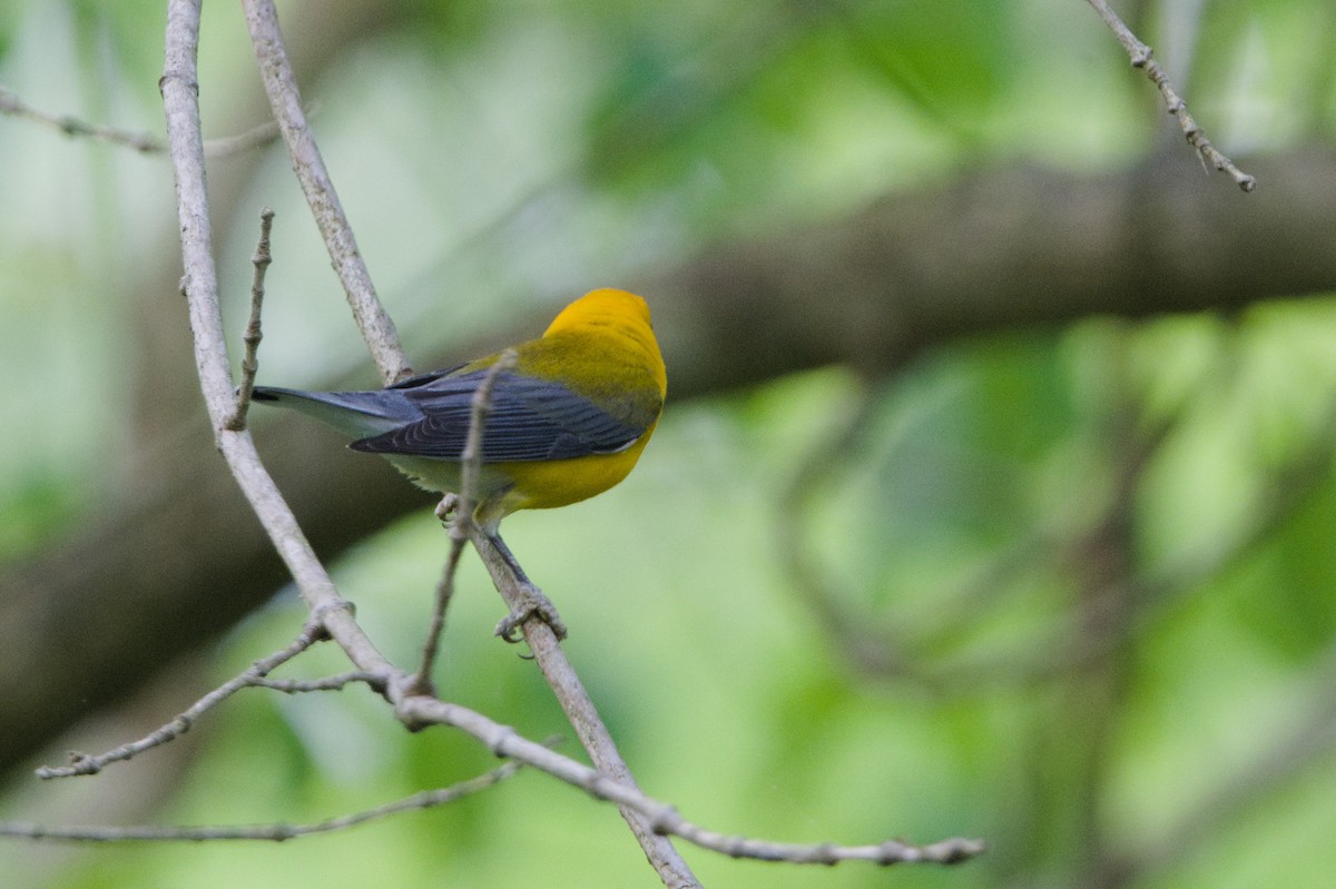 Prothonotary Warbler - Braeden Travers