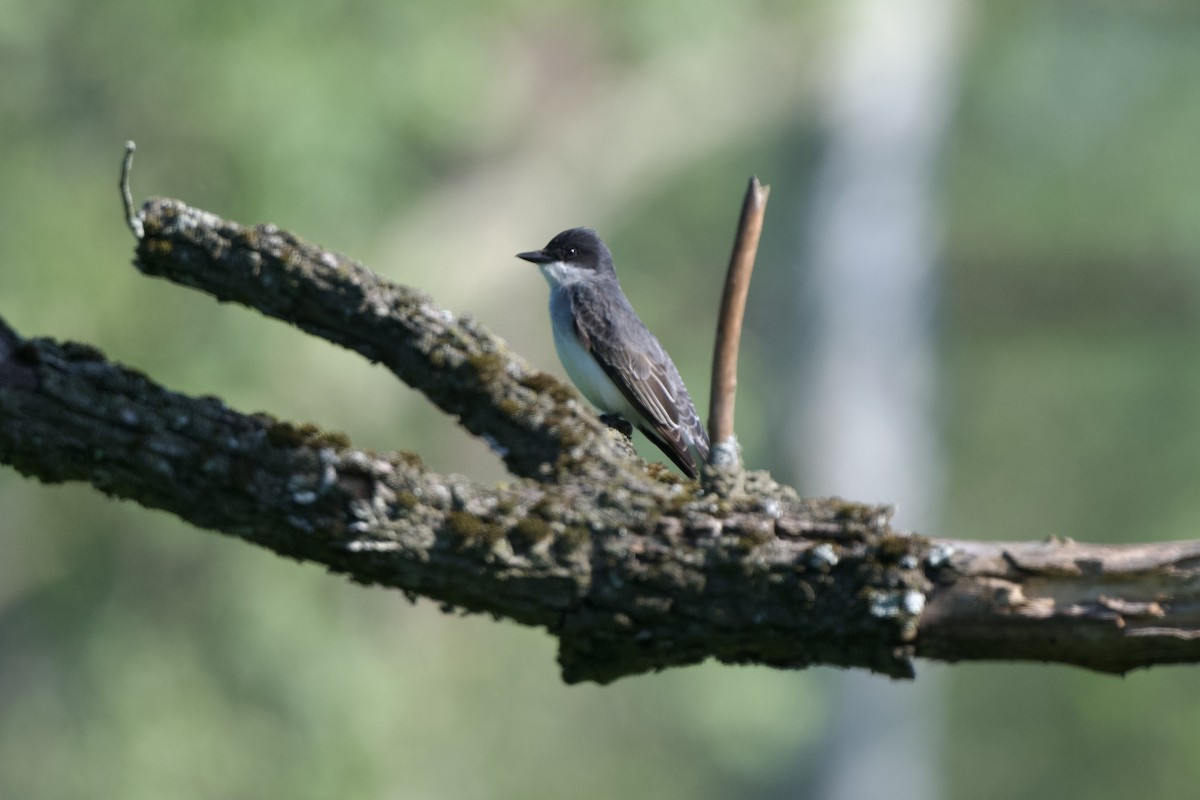 Eastern Kingbird - Chad Hutchinson