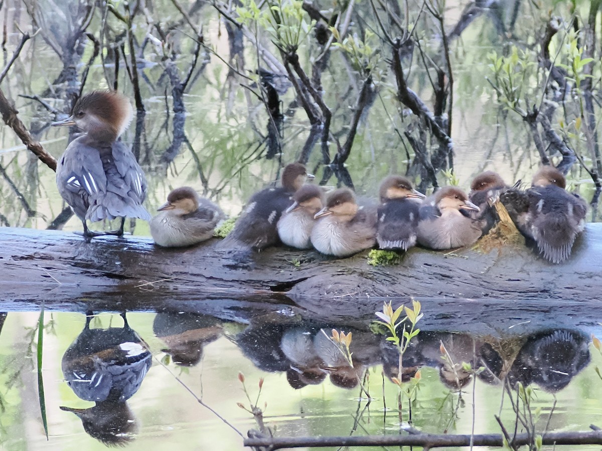 Hooded Merganser - Nora E Hanke