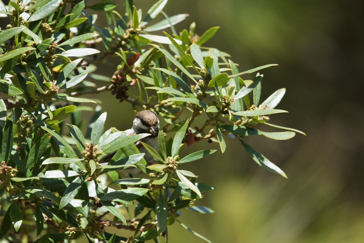 Chestnut-backed Chickadee - Deanna McLaughlin