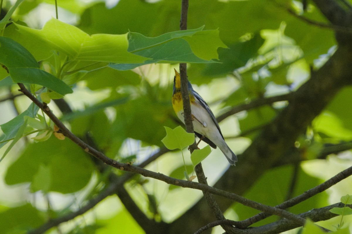 Northern Parula - ML619465039
