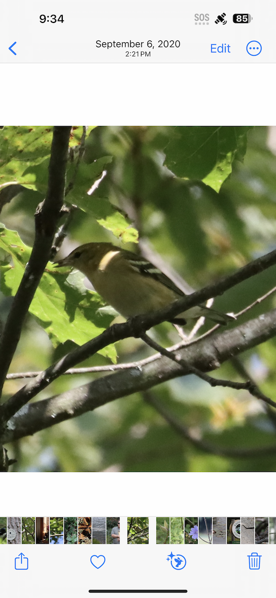 Bay-breasted Warbler - ML619465041