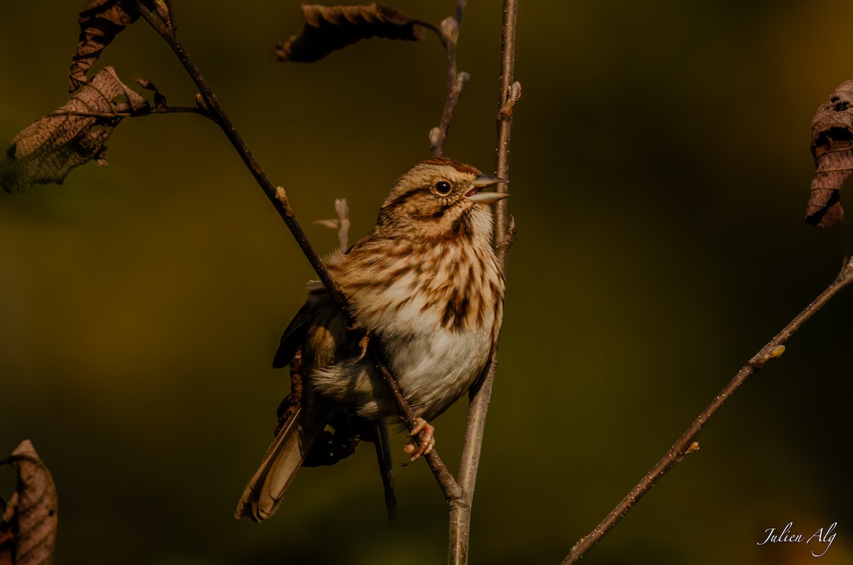 Song Sparrow - ML619465042