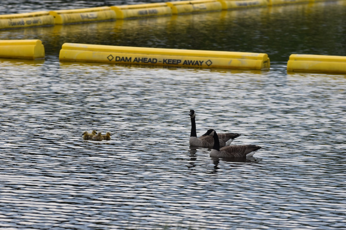 Canada Goose - Garry Waldram