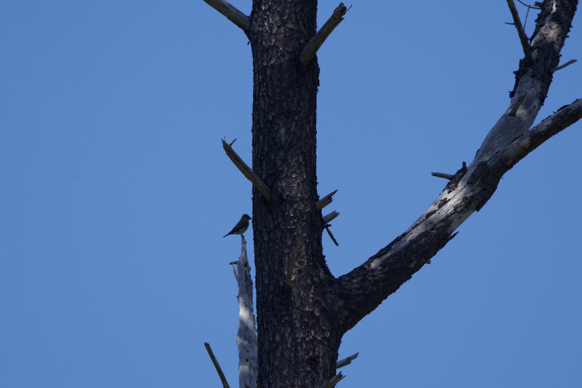 Olive-sided Flycatcher - ML619465049