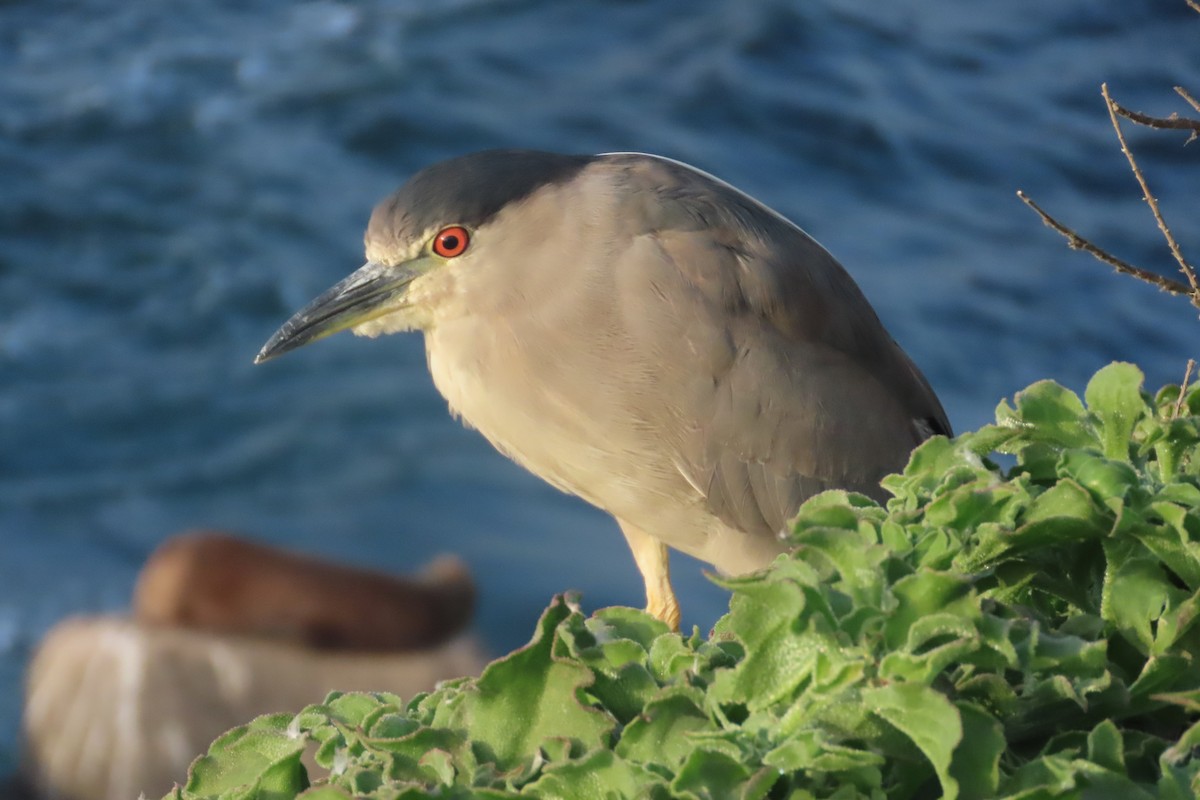 Black-crowned Night Heron - David Brinkman