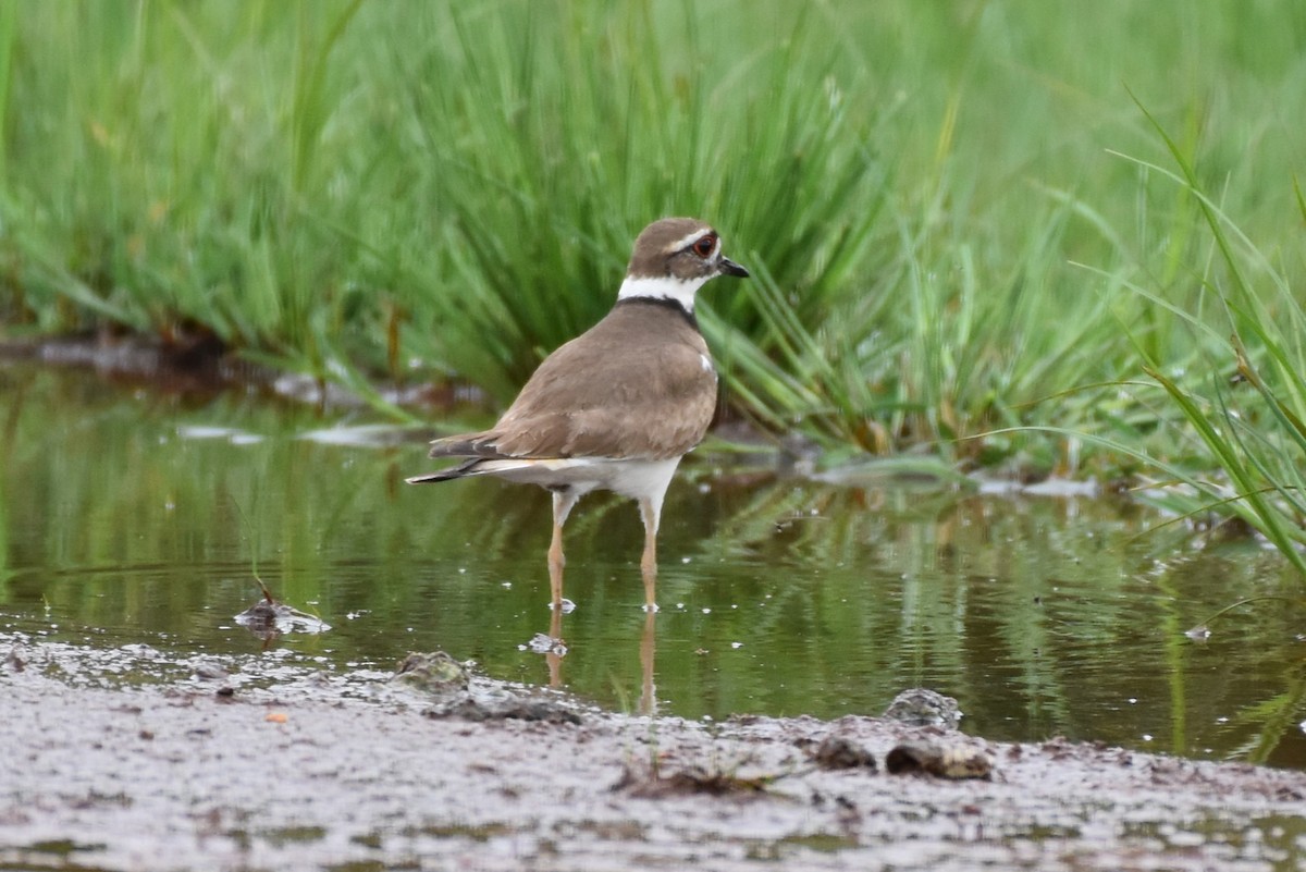 Killdeer - Garry Waldram