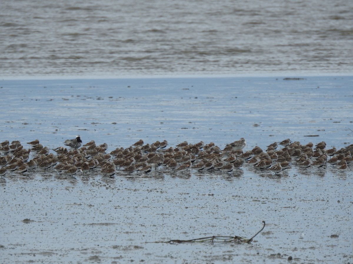 Dunlin - Craig Jackson