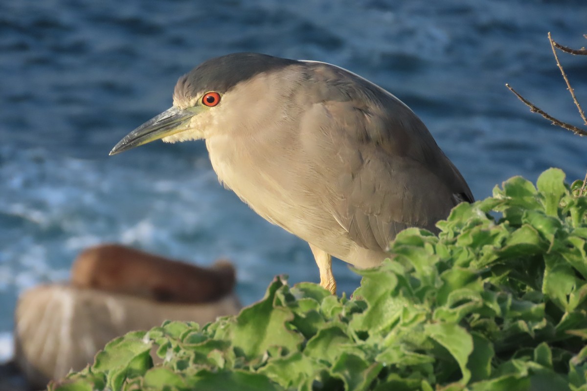 Black-crowned Night Heron - David Brinkman