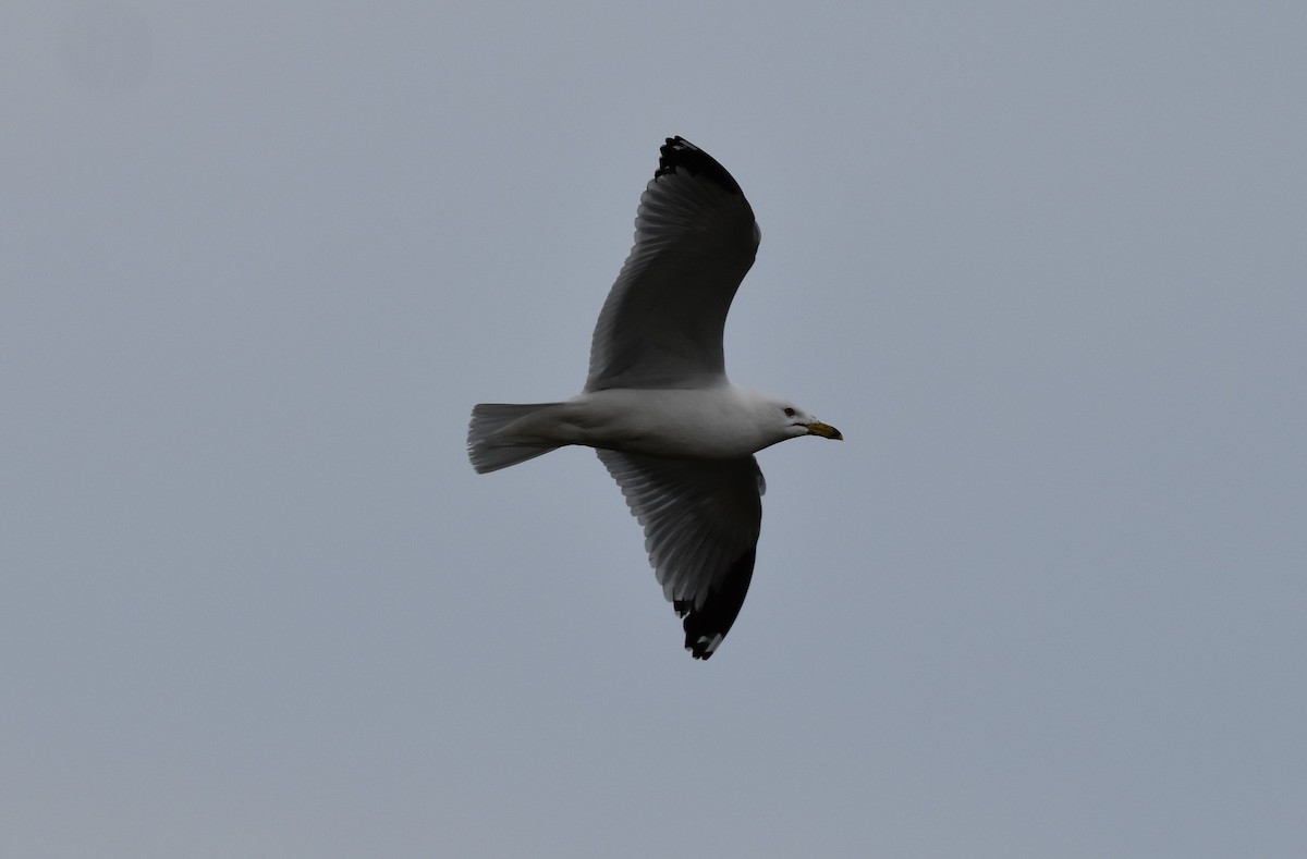 Ring-billed Gull - Garry Waldram