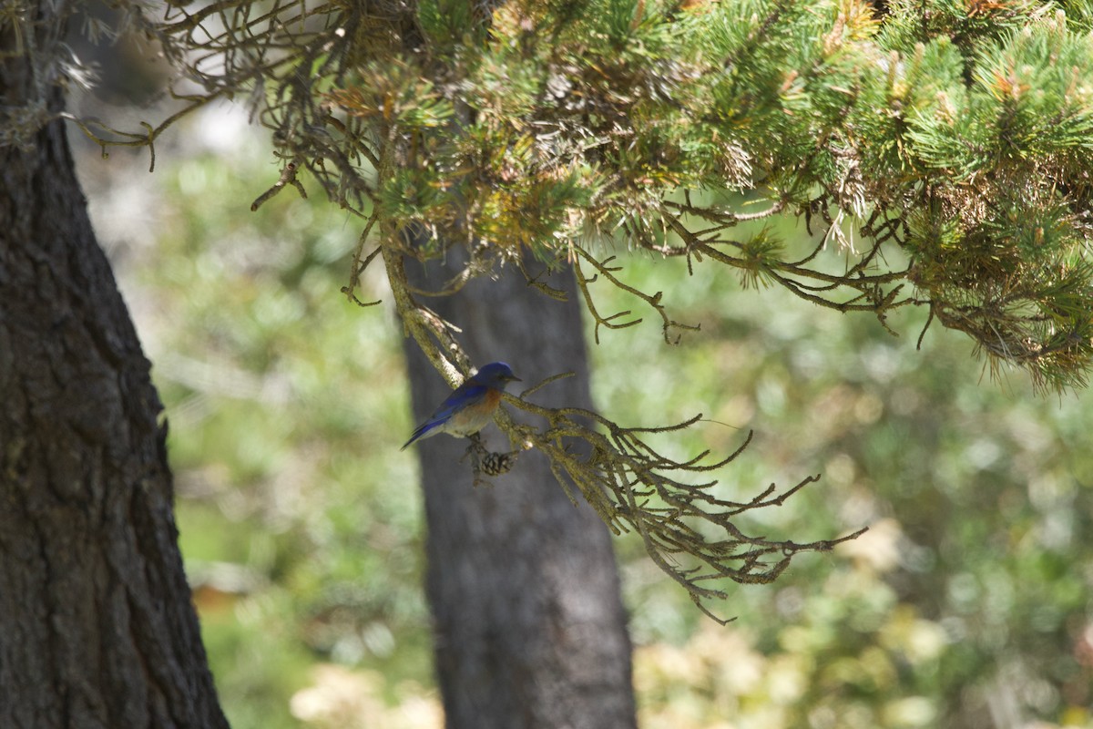 Western Bluebird - Deanna McLaughlin