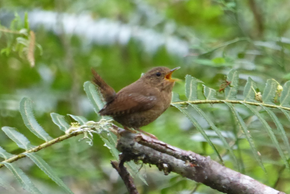 Pacific Wren - Lane Epps