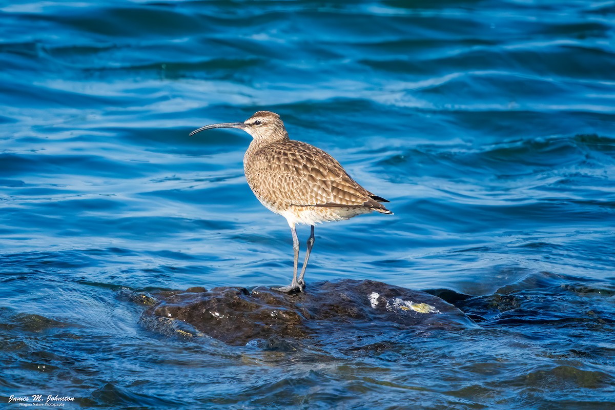 Whimbrel - ML619465069