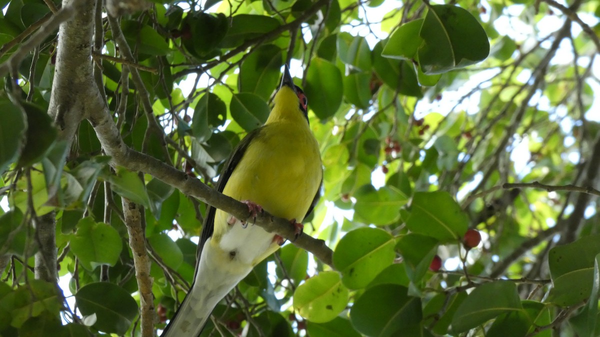 Australasian Figbird - ML619465072