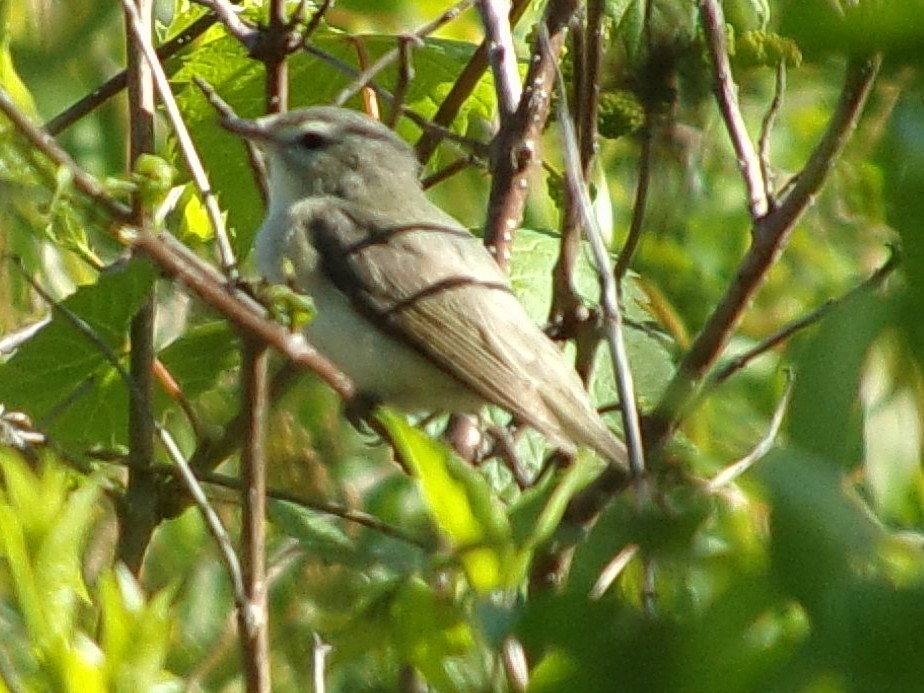 Warbling Vireo - Connor Daugherty