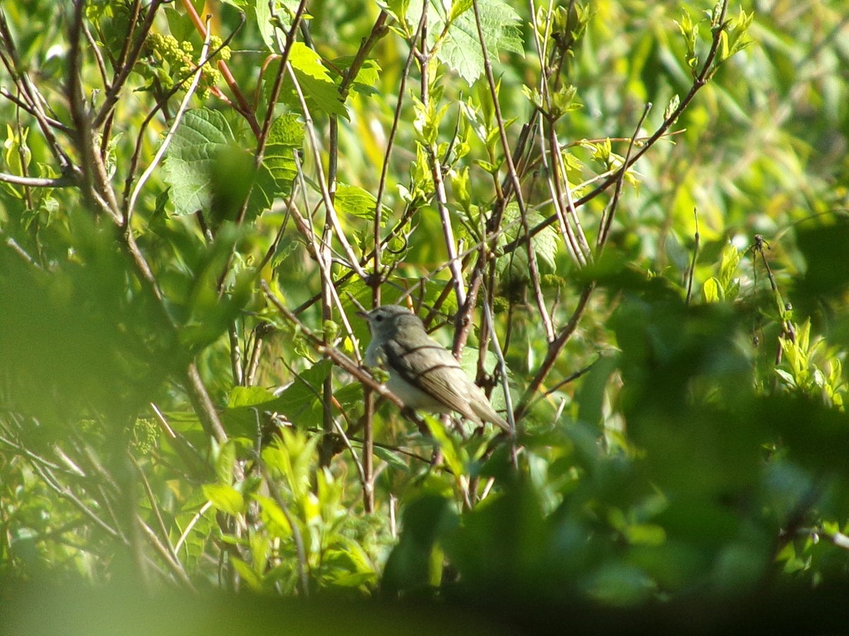 Warbling Vireo - Connor Daugherty