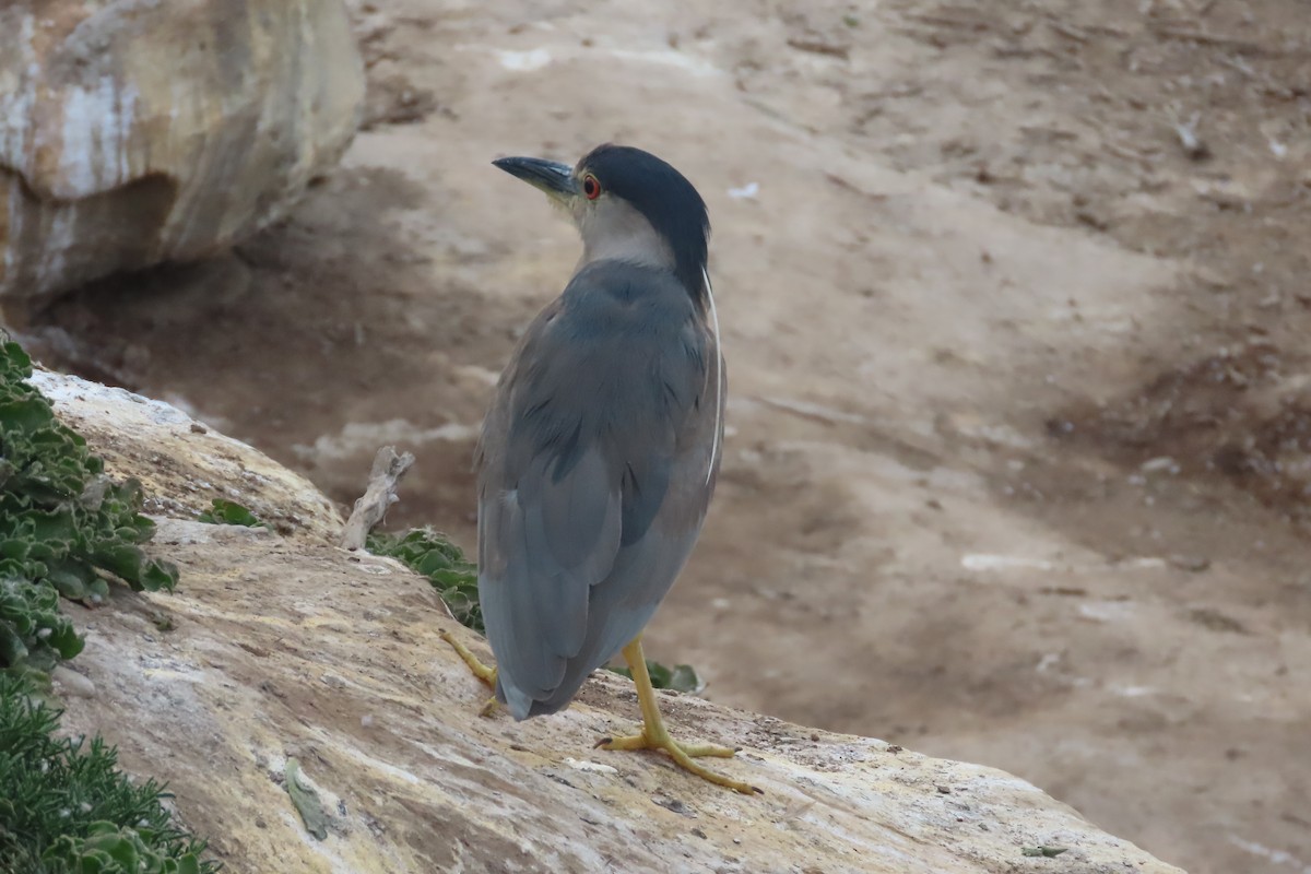 Black-crowned Night Heron - David Brinkman